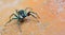 Beautiful Spider on ground, Jumping Spider in Thailand