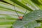 beautiful spider long horn on the leaf