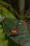 beautiful spider long horn on the leaf