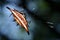 Beautiful spider, spiny orb-weaver