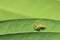 Beautiful spider under a green leaf macro