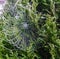 Beautiful spiderweb covered in glistening drops of dew on green tree in the background.