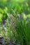 Beautiful spikes of the common quaking grass Briza media