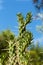 Beautiful spiky cactus on blue sky background