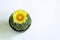 Beautiful spineless cactus with yellow flower in black pot isolated on white background.