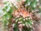 Beautiful spiny cactus to look at