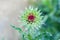 Beautiful spiny milk thistle flower, medicinal plant Silybum marianum