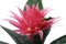 Beautiful spiny pink flowers with green leaf