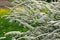 Beautiful Spiraea (Meadowsweet) Shrub with Flowers