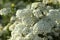 Beautiful spiraea shrub with white blossom on sunny day, closeup