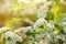 Beautiful spiraea shrub with white blossoms on sunny day, closeup and space for text. Spring season