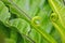 Beautiful spiral buds of bird nest fern