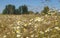 A beautiful spiritual view of a wheat field in July on a warm afternoon with blooming camomiles and a warm wind in Poland