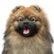 Beautiful spitz dog on grey background