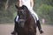 Beautiful sport horse portrait during dressage test