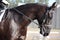 Beautiful sport horse portrait during dressage test