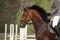 Beautiful sport horse portrait in summer