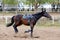 Beautiful sport horse running alone on show jumping competition without riders