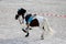 Beautiful sport horse running alone on show jumping competition without riders