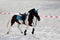 Beautiful sport horse running alone on show jumping competition without riders