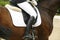 Beautiful sport saddle closeup on show jumping training