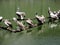 Beautiful Spot-billed pelicans or grey pelicans resting on a lake