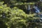 Beautiful spotted Abies concolor Gordon & Glend. Lindl. ex Hildebr or California White Fir, Colorado Fir, Low`s Fir, White Fir