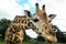 Beautiful spotted African giraffe in safari park, closeup