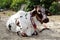 A Beautiful Spotted Brahman Cow