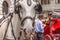 Beautiful spotted  carriage horse on the street of Vienna