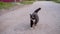 A beautiful spotted cat with expressive eyes is walking along the road looking exactly at the camera. A graceful animal. Fascinati