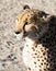 Beautiful spotted Cheetah sitting in the sand at Etosha National Park, Namibia