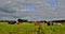 Beautiful spotted cows resting on meadows, gray clouds, blue sky.