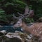 Beautiful spotted deer with large branched horns walks along a f