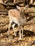 Beautiful spotted deer at Wisconsin zoo