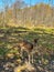 Beautiful spotted deer at Wisconsin zoo