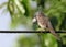 Beautiful Spotted Dove