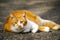 A beautiful spotted homeless cat is lying on the asphalt in an urban environment