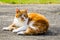 A beautiful spotted homeless cat is lying on the asphalt in an urban environment
