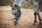 A beautiful spotted horse with a halter on its muzzle grazes and eats dry hay. Feeding the horse