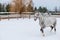 Beautiful spotted horse is surrounded by a fence