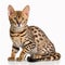 Beautiful spotted leopard color cat breed bengal portrait isolated on white close-up,