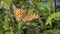 Beautiful, Spotted Orange Butterfly Resting on a Green Leaf in Woods. Zoom