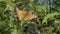 Beautiful, Spotted Orange Butterfly Resting on a Green Leaf in Woods. Zoom