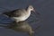 A beautiful Spotted Redshank Tringa erythropus hunting for food along the shoreline.