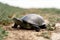 A beautiful spotted turtle crawls across the steppe