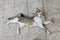 A beautiful spotted two-colored cat is lying on the ground with its body stretched