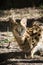 A beautiful spotted wildcat serval is sitting in a cage at the z