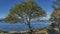 A beautiful sprawling notophagus tree grows on the shore of the lake