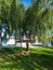 A beautiful sprawling willow tree on the banks of the river